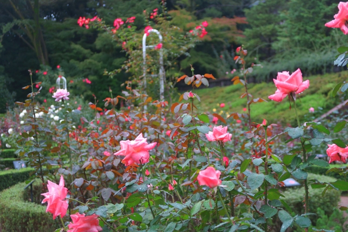 10月18日バラ園の様子