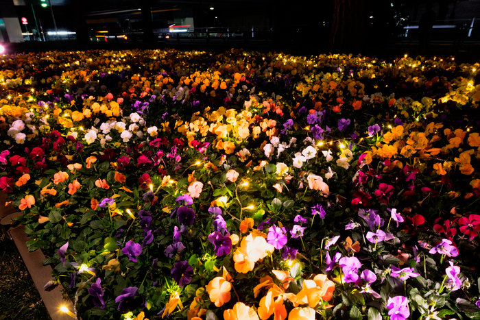 「花と光のムーブメント」特設花壇一例