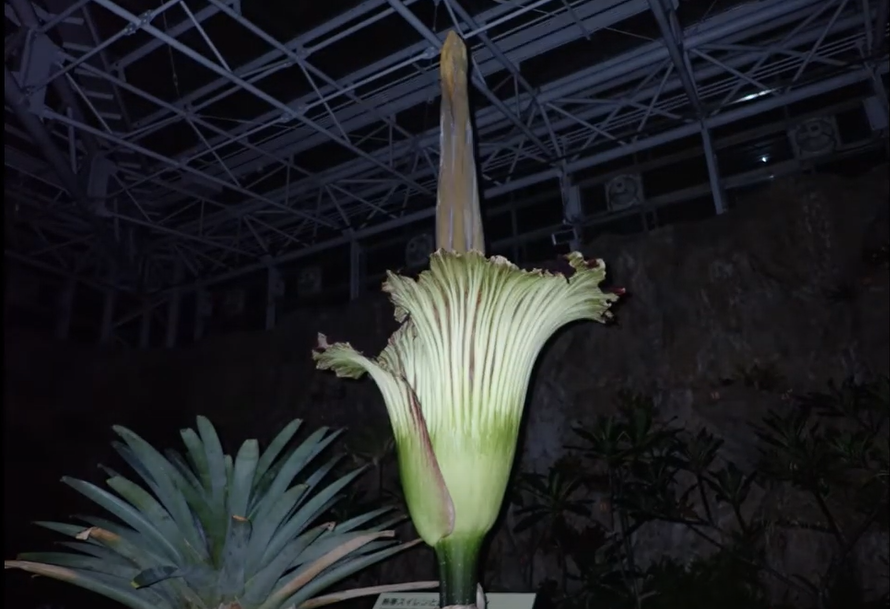神代植物公園 世界最大級の花 ショクダイオオコンニャク 開花記録動画を公開 Newscast