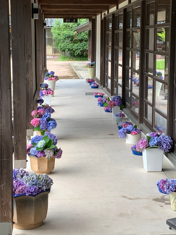 射水市陶房「匠の里」を彩るあじさい