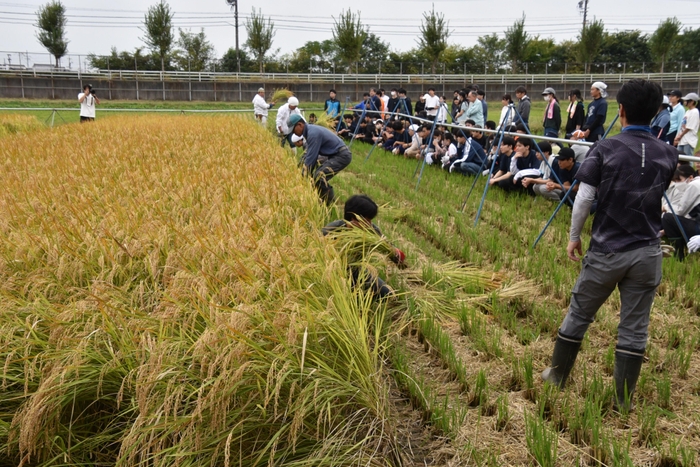 稲刈りのお手本を見学