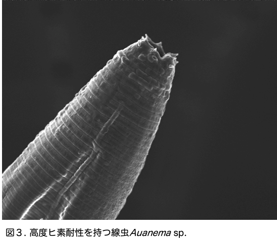 図3(極限環境の湖からヒトの500倍のヒ素耐性を持つ線虫を発見)