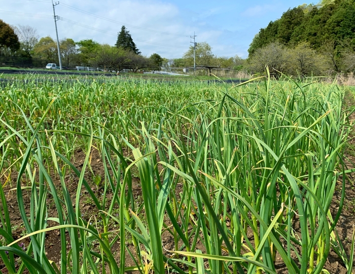 にんにく畑の様子
