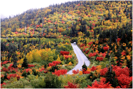 弥陀ヶ原“紅葉の天空ロード”を高原バスが疾走