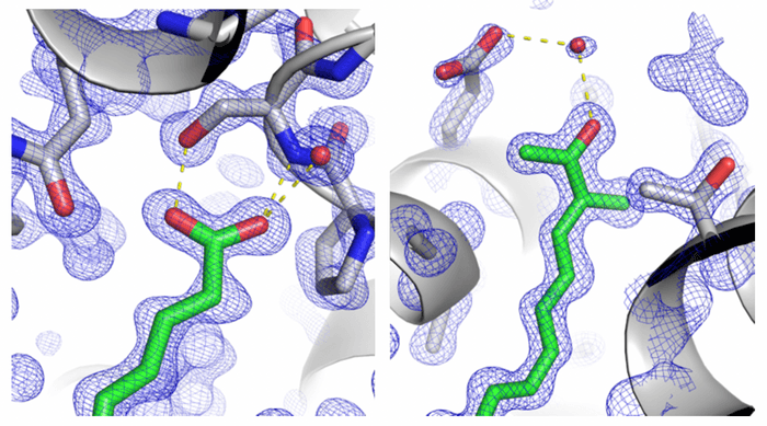 図2　2-dehydro-3-deoxylaetiporic acid A（緑色部分）が色素タンパク質内の空間に結合すると、色素タンパク質によってその両末端が、極性相互作用によって固定される