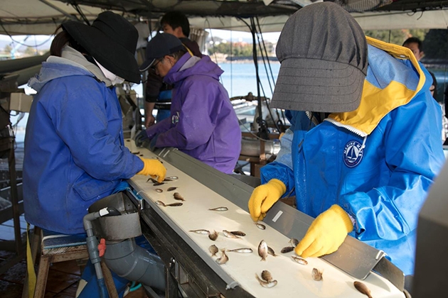 手作業での稚魚選別の様子