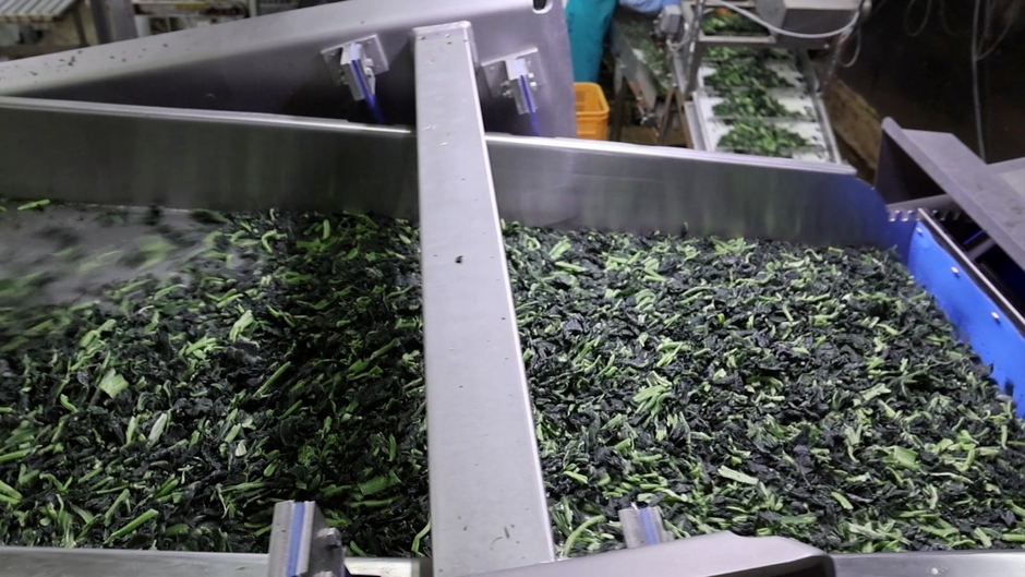 TOMRA 5C_IQFほうれん草