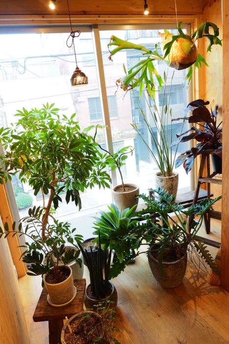 2階LOUNGE:グリーンスペース