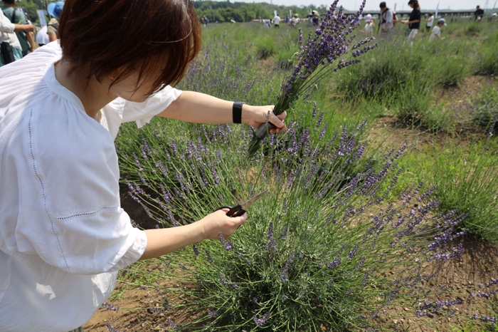 ラベンダーつみとり体験(土日のみ)