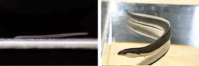 (左)完全養殖のシラスウナギ、(右)完全養殖のウナギ