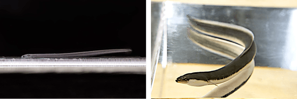 (左)完全養殖のシラスウナギ、(右)完全養殖のウナギ