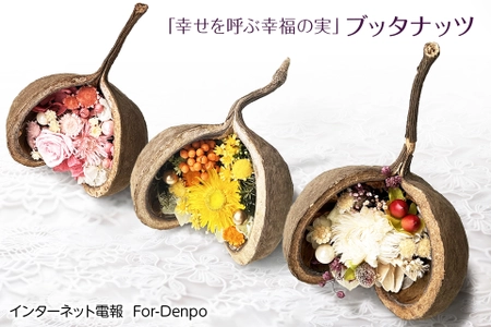 『For-Denpo』のプリザーブドフラワー電報に 新商品『幸せを呼ぶ幸福の実　ブッタナッツ』を発売