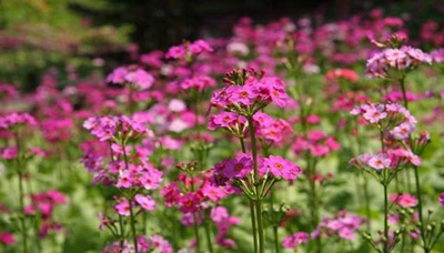 六甲高山植物園　ベストシーズン ～重なり広がるピンク色の絨毯～ 約5,000株のクリンソウが見頃を迎えました！