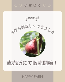 金賞受賞の朝採り完熟いちじく、直売所での販売スタート2025年 | NEWSCAST