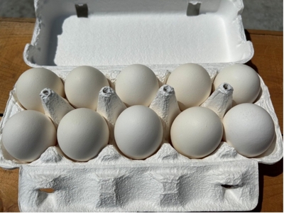 生産者さんの卵特売