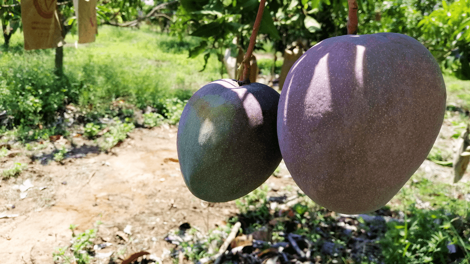 「太陽の雫」 MIYABI