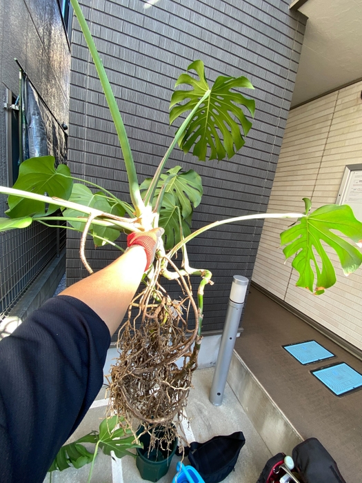 治療中
