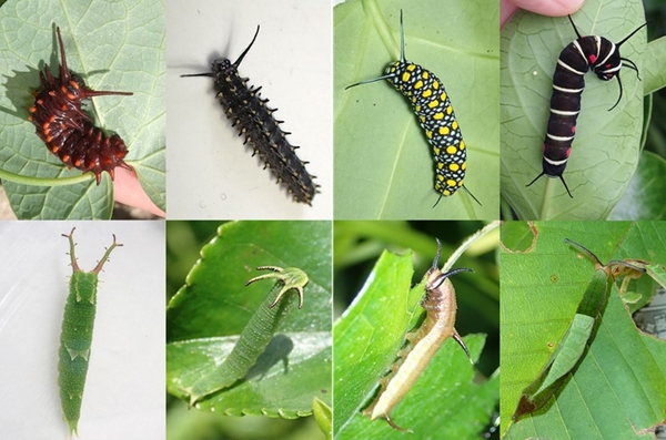 （図3）頭部またはその近くに角をもつチョウの幼虫（上段：柔らかい角、下段：硬い角）