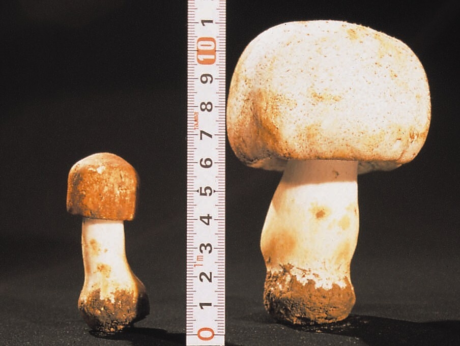 左:一般的なアガリクス(ハウス栽培) 右:露地栽培アガリクス