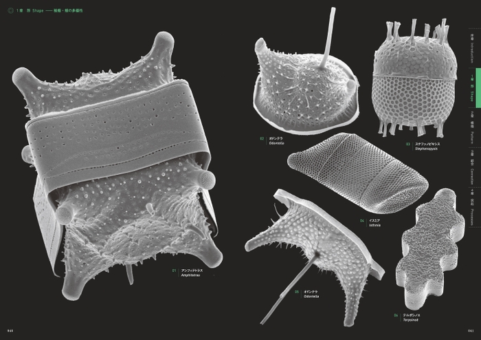 『驚異の珪藻世界』ページ見本3