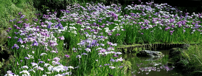 ハナショウブ最盛期の様子