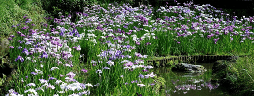 ハナショウブ最盛期の様子