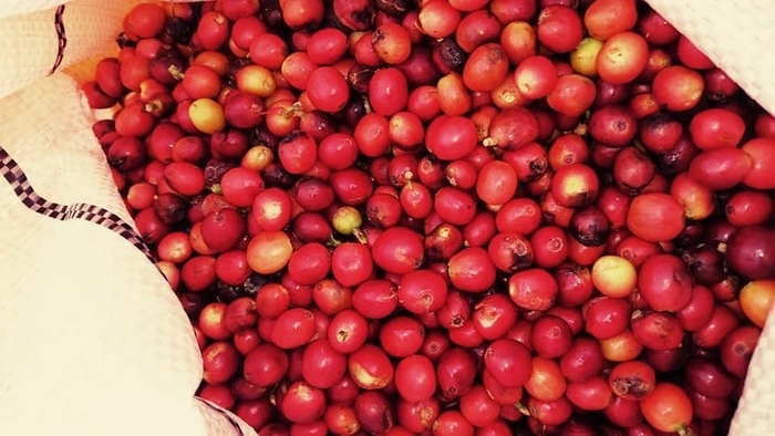 コーヒー果実に高い機能成分が