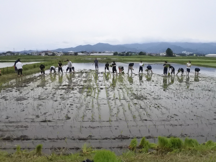 和田ファームで田植え体験をする社員