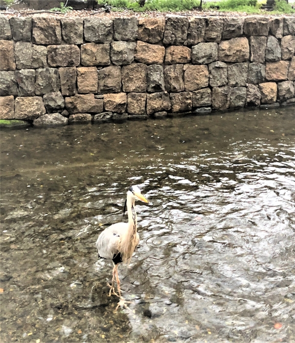 店内を見つめる“ご常連”アオサギの「しんちゃん」