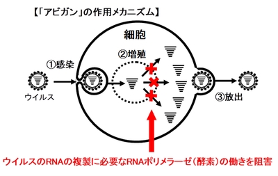 「アビガン」の作用メカニズム