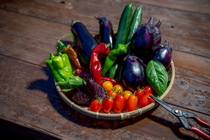 収穫できる夏の京野菜
