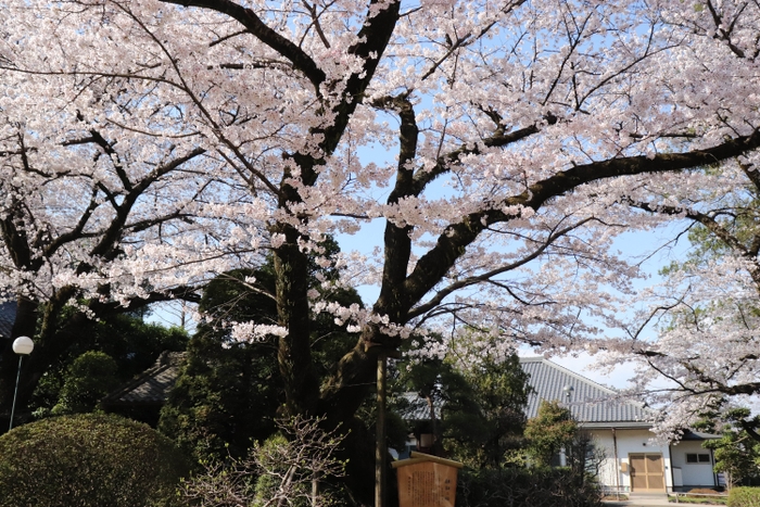 劫初の桜