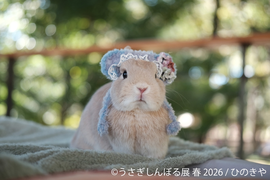 展示作品：ひのきや