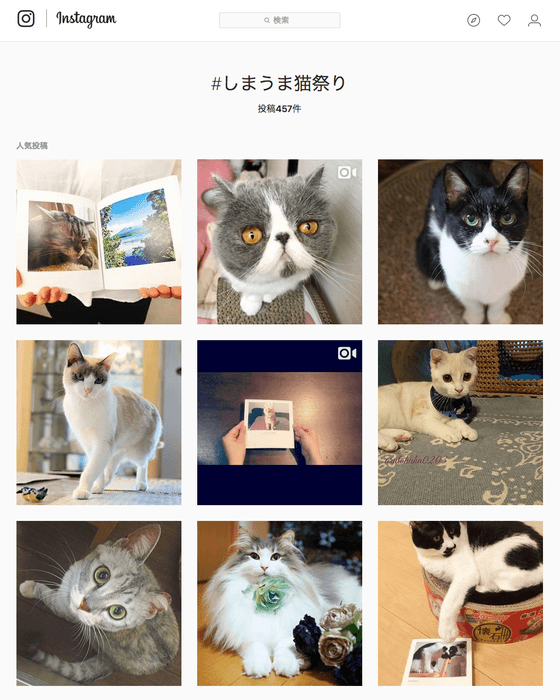 Instagram #しまうま猫祭り もチェック!