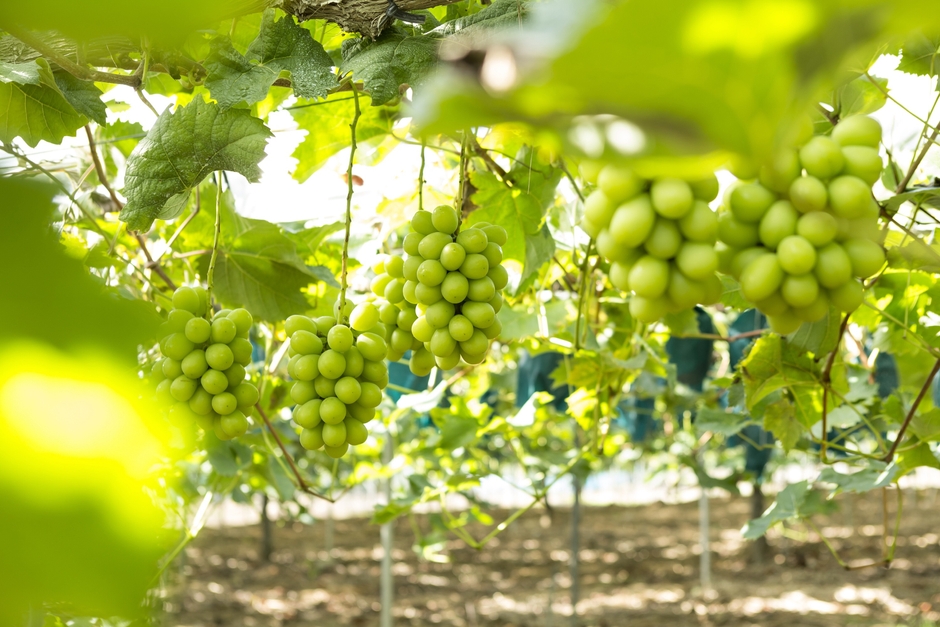 シャイン・マスカット畑