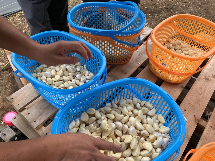 にんにくの種植え体験(7)