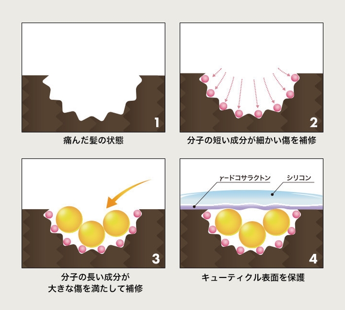 タンパク質とアミノ酸が毛髪内部を補修