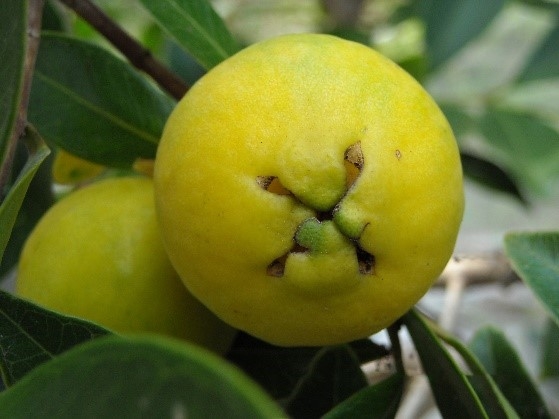 写真1.ストロベリーグアバ(イエロー)の果実