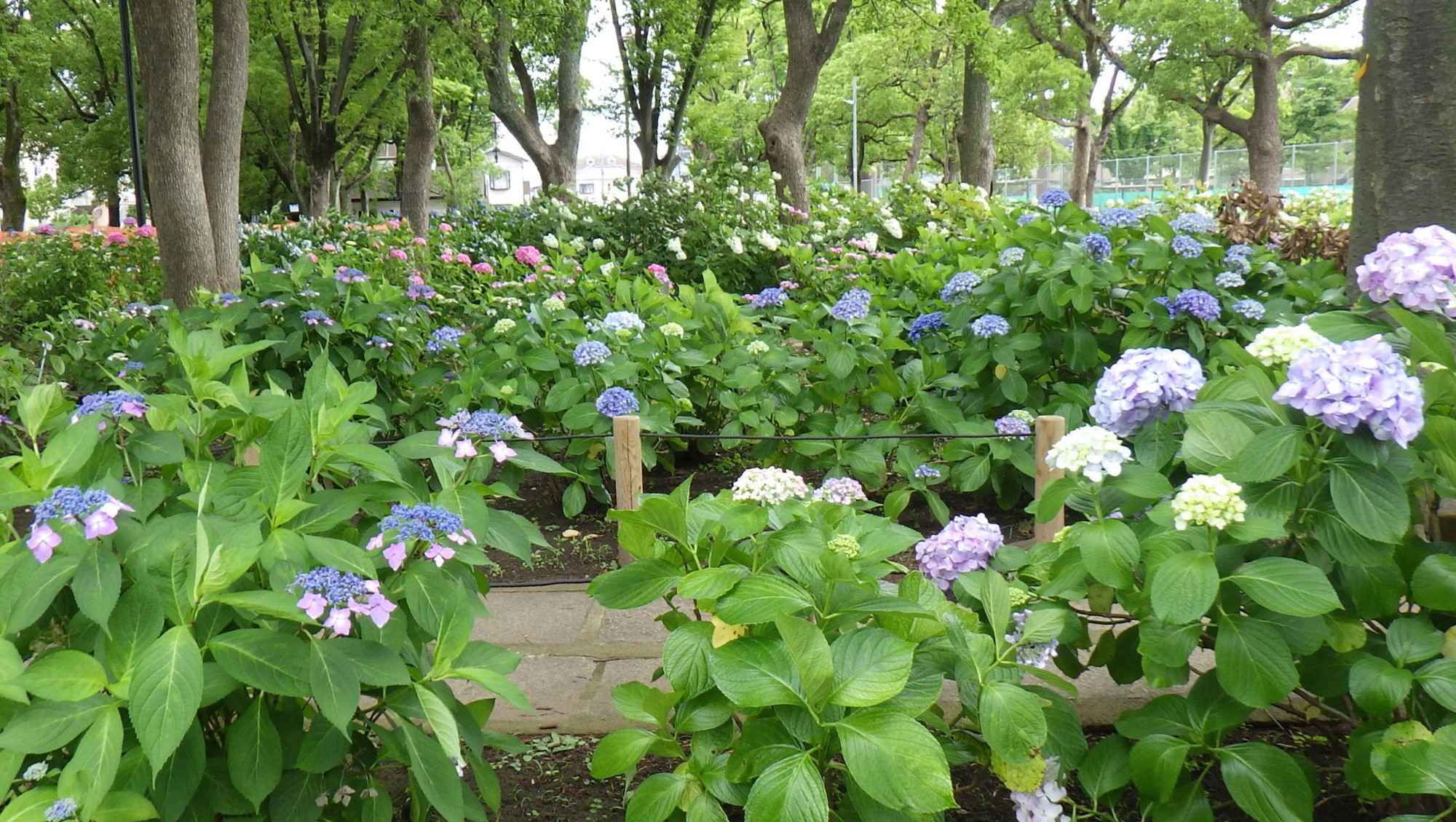 【篠崎公園】アジサイまつり 6月21日(日) 開催!