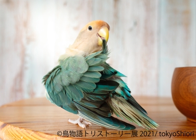展示作品1