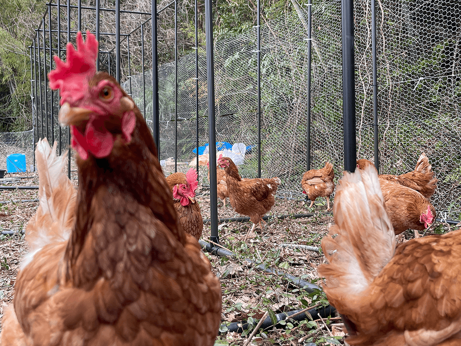 鶏舎のニワトリたち（毛利さん撮影）