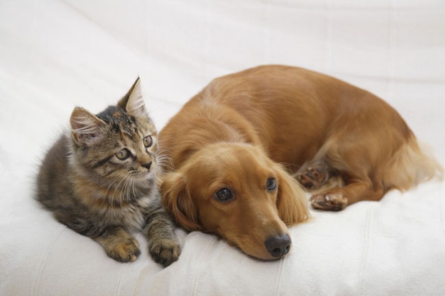 内蔵疾患のあるペットへ