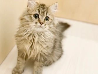 半個室で猫とふれあえる癒し空間！6月20日(木)、 イオンモール成田に猫カフェ『Moff animal cafe』がOPEN