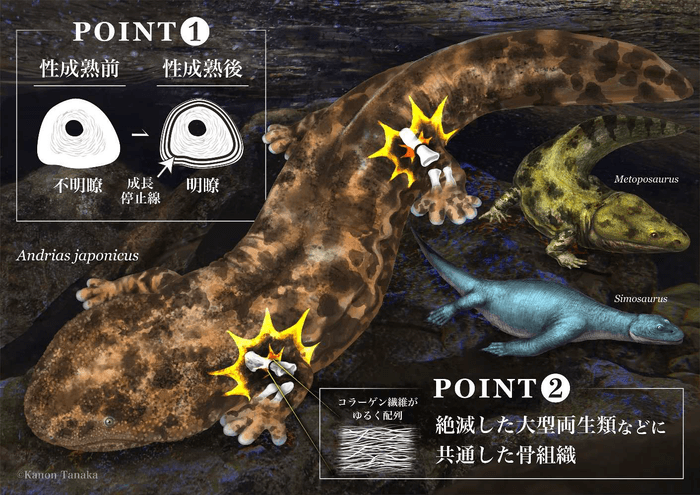 図１： 研究成果のまとめ（©田中 花音）