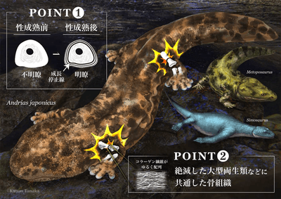図1: 研究成果のまとめ(©田中 花音)