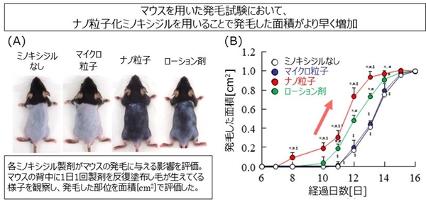 図3：マウスを用いた発毛試験結果　（A）塗布開始後12日目のマウス背部の写真、（B）マウス背部における発毛した面積の経時的変化　N=6-7、*p < 0.05 vs ミノキシジルなし、#p < 0.05 vs マイクロ粒子、$p < 0.05 vsローション剤　出展：Biol. Pharm. Bull., 47(12), 2024.（一部改変）