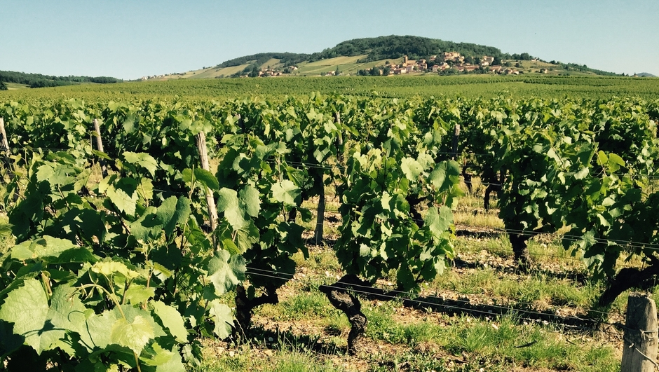 ドゥブラン家のぶどう畑