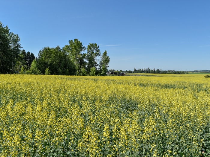 カナダ・アルバータ州のキャノーラ畑