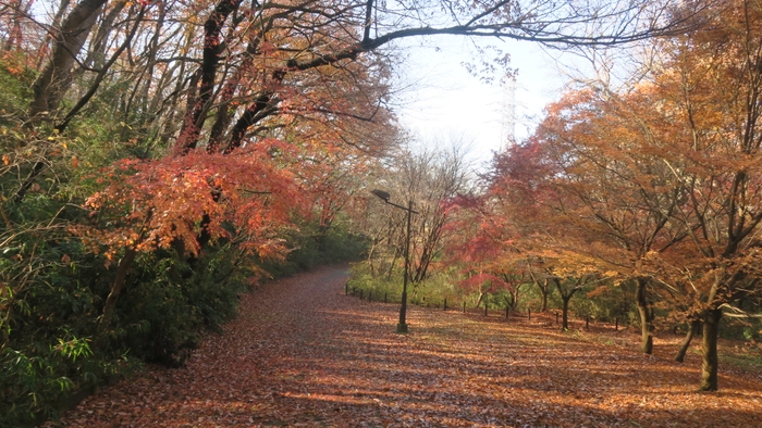 辺り一面の紅葉