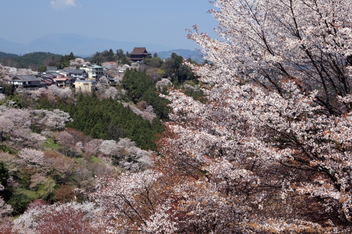 (桜満開の吉野山と蔵王堂遠望)